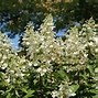 Image result for Hydrangea paniculata Kyushu