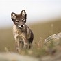 Image result for Fox Run Arctic Fox