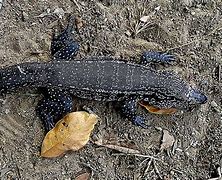 Image result for Black Tegu Lizard