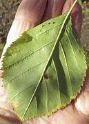Image result for Toothed Edge Leaf