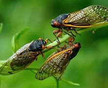 Image result for Cicada Decibel Meter