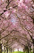 Image result for iPhone 13 Country Spring Wallpaper