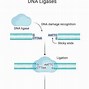 Image result for DNA Enzymes