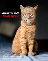 Image result for Friday 13 Cat Meme