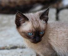 Image result for Tan Cat with Blue Eyes