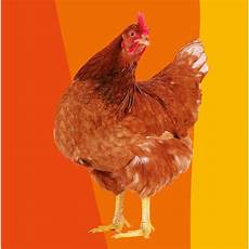regalo animali da cortile regala la gallina oxfam italia regalo animali da cortile regala la gallina oxfam italia