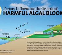 Image result for algaxul