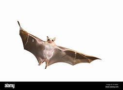 Image result for Dwarf Epauletted Fruit Bat