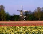 Image result for Beautiful Gardens Amsterdam Netherlands