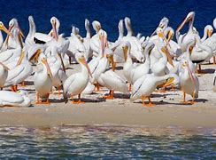 Image result for White Pelicans in Florida
