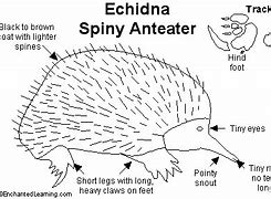 Image result for Echidna Venn Diagram