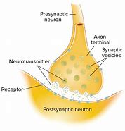 Image result for Synapsis Definition Biology