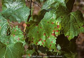 Image result for Muscadine Diseases
