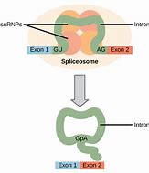 Image result for What Are Introns and Exons