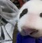 Image result for Giant Panda Fur