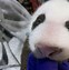 Image result for Panda Geant