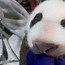 Image result for Panda Cub Born