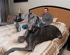 Image result for World Biggest Dog in the USA