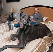Image result for Biggest Dog in the World Ever Alive