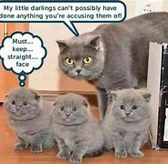 Image result for Animal Memes No Words