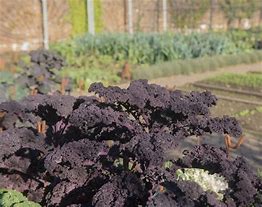 Image result for Brassica ol. var. laciniata Roter Grunkohl