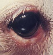 Image result for Dog Eyelid Wart