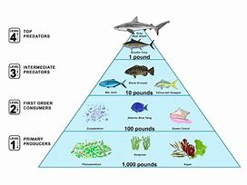 Image result for Aquatic Ecosystem Food Chain