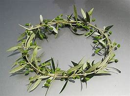 Image result for Olive Tree Ancient Olympic Games