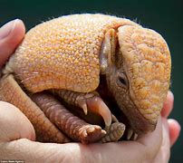 Image result for Baby 9 Banded Armadillo