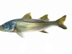 Image result for Snook Phylum