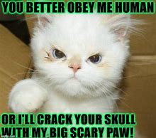 Image result for Cat Barf Pathetic Human Meme