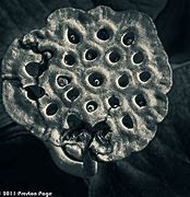 Image result for Lotus Pod Photoshop