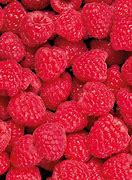 Image result for Rubus idaeus Glen Clova