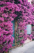 Image result for Bougainvillea House Plant