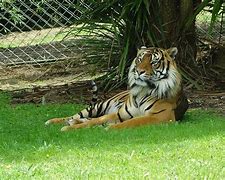 Image result for Hamilton Zoo Zookeeper