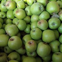 Image result for Green Apple Varieties Pictures by Hands