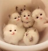 Image result for Cutest Fluffy Kittens