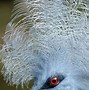 Image result for Colourful Tropical Bird