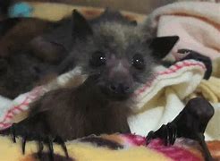 Image result for Cute Bat Animal