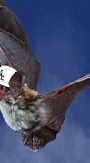 Image result for Nature Bat