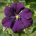 Image result for Clematis Viticella Purple