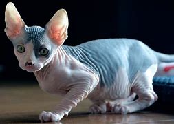 Image result for Hairless Cat Balls Computer Monitor