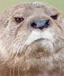 Image result for Disappointed Otter Meme