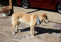 Image result for Cool Dog Alaska