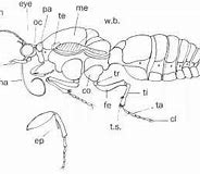 Image result for Moth Anatomy