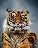 Image result for A Tiger Giving His Death Stare