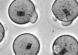 Image result for Homozygous Cells