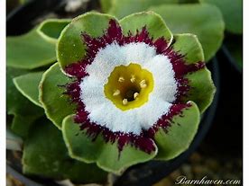 Afbeeldingsresultaten voor Primula auricula Tosca