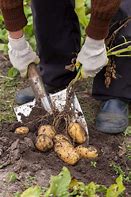 Image result for Potato Harvesting