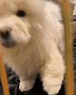 Image result for Reeee Dog GIF